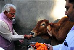 गौ-मांस खाया तो होगी 5 साल कैद