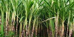 केन्द्र सरकार की गन्ना किसानों के लिए बंपर सौगात