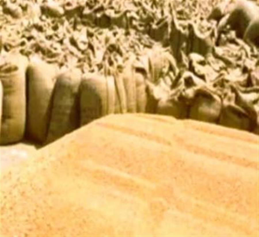 पंचकूला की तीनों मंडियों में 30654 मीट्रिक टन गेहूं व 639 मीट्रिक टन सरसों की हुई खरीद
