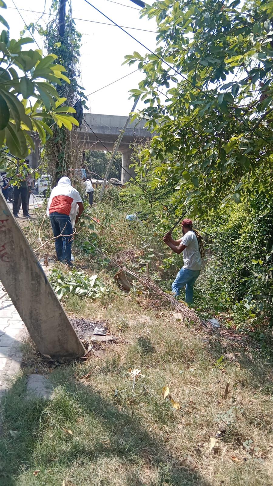 एम सी क्षेत्र में भांग नष्ट करने का विशेष अभियान चलाया